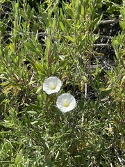 Calystegia macrostegia arida