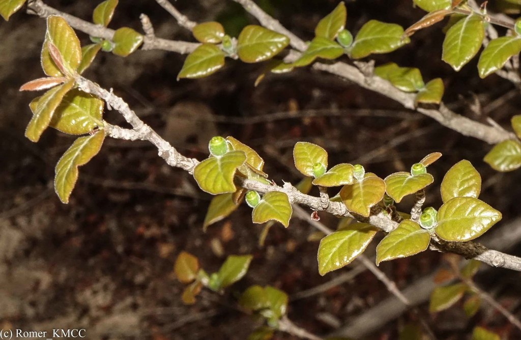 Coffea bissetiae
