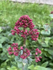 Centranthus ruber