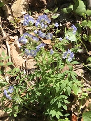 Polemonium reptans