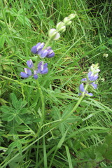 Lupinus pubescens