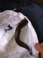 Trichomycterus chapmani