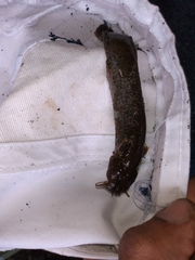 Trichomycterus chapmani