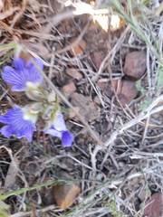 Blepharis procumbens