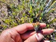 Senecio pauciflosculosus