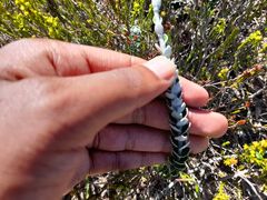 Senecio pauciflosculosus