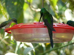 Heliodoxa imperatrix