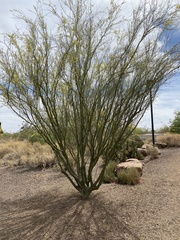Parkinsonia