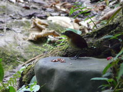 Grallaria flavotincta