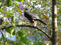 Chamaepetes goudotii