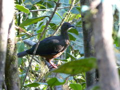 Chamaepetes goudotii