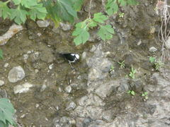 Cinclus leucocephalus