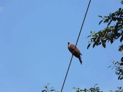 Patagioenas subvinacea