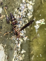 Polistes arizonensis