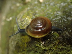 Morlina glabra