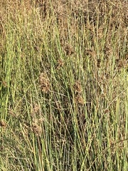 Cyperus
