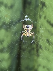 Micrathena ucayali