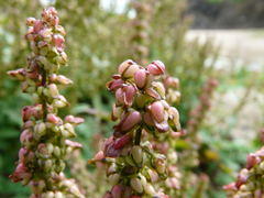 Rumex rupestris