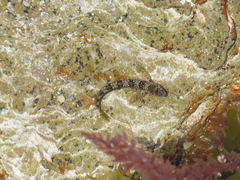 Coryphoblennius galerita