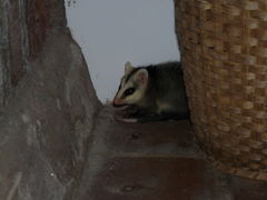 Didelphis pernigra