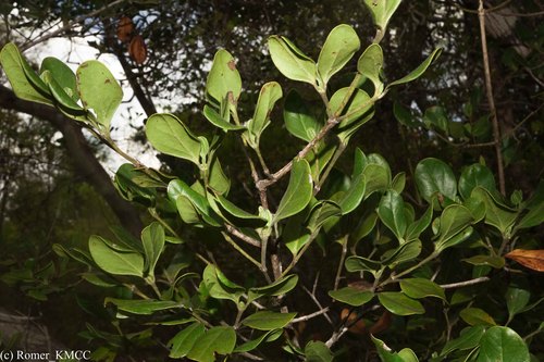 Psydrax bathieana