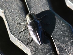 Chrysobothris dorsata