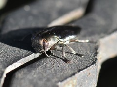 Chrysobothris dorsata