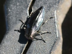 Chrysobothris dorsata