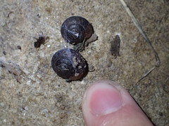 Helminthoglypta nickliniana