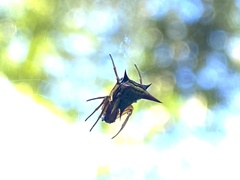 Micrathena ucayali