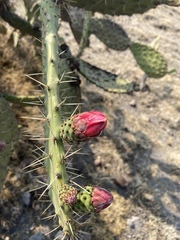 Opuntia lasiacantha