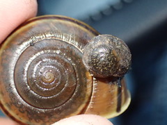 Helminthoglypta nickliniana