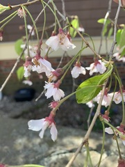 Prunus serrulata