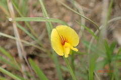 Zornia capensis capensis