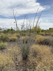 Fouquieria splendens