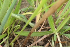 Zornia capensis capensis