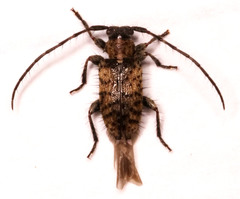Exocentrus variegatus variegatus