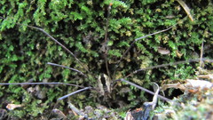 Leuronychus pacificus