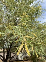 Prosopis