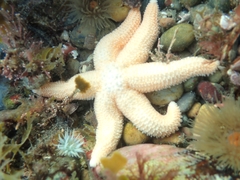 Allostichaster capensis