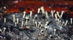 Trichoderma flavipes