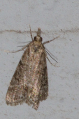 Eudonia rectilinea