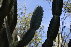 Cereus