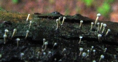 Trichoderma flavipes
