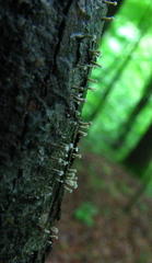 Trichoderma flavipes