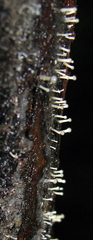 Trichoderma flavipes