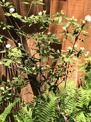 Rhododendron maximum