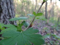 Rhopalomyia grossulariae