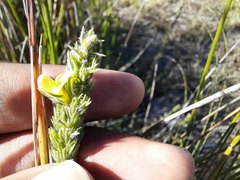 Aspalathus asparagoides