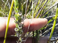 Aspalathus asparagoides
